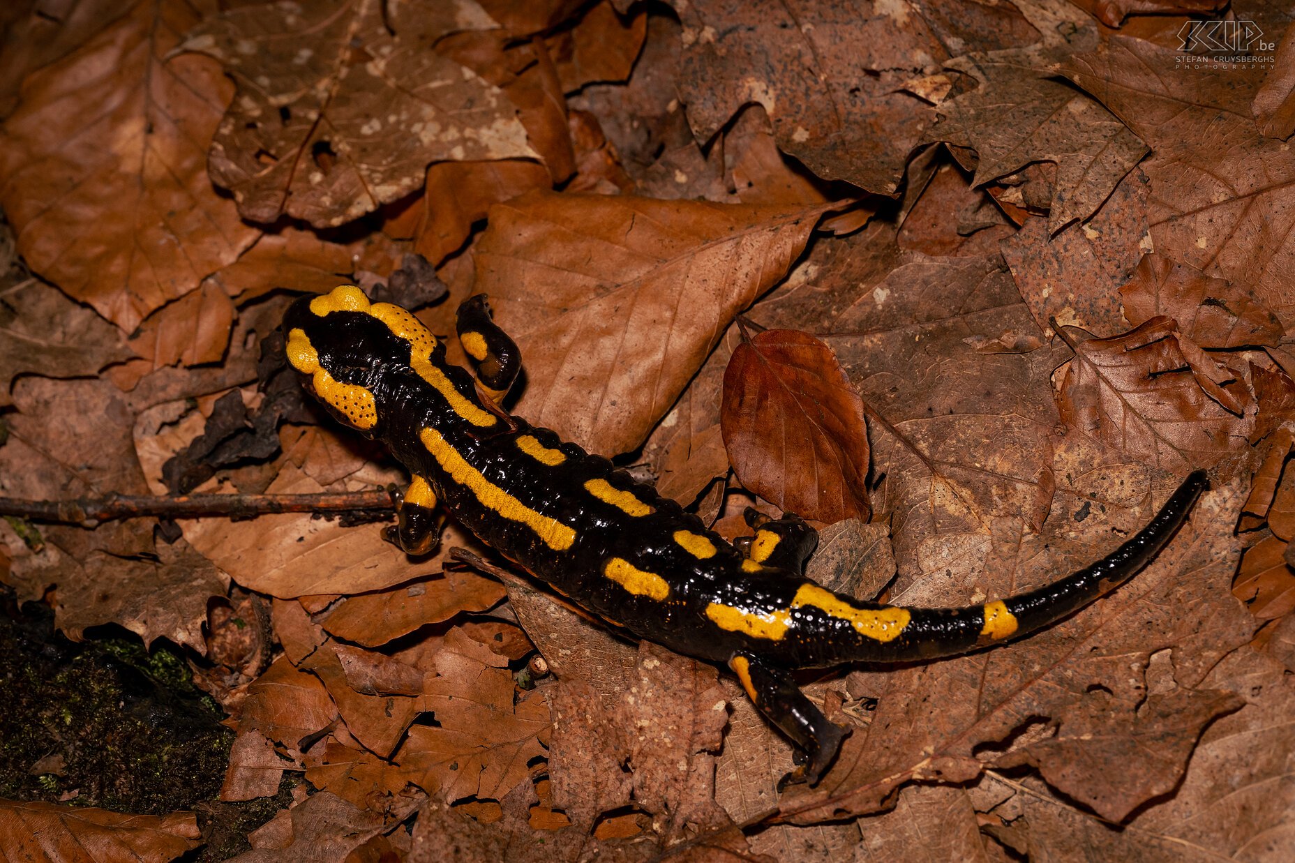 Amphibians - Fire salamander The fire salamander (salamandra salamandra) is a beautiful but rare land salamander with a unique yellow-black pattern. It lives mainly in old oak and beech forests. Stefan Cruysberghs
